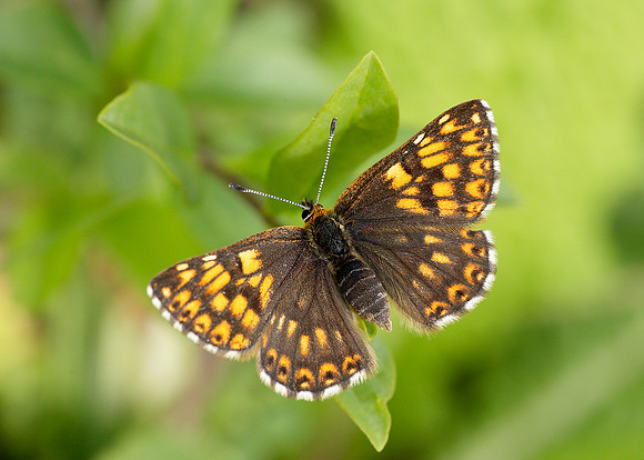 Duke of Burgundy Hamearis lucina
