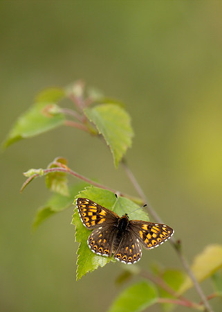 Duke of Burgundy Hamearis lucina