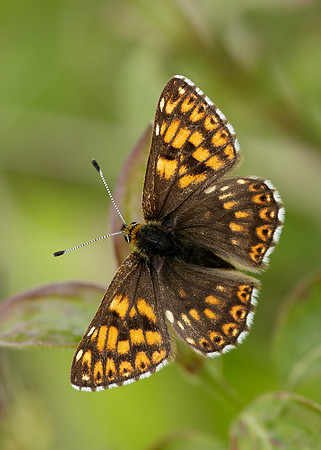 Duke of Burgundy Hamearis lucina