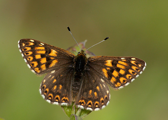 Duke of Burgundy Hamearis lucina