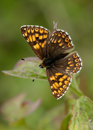 Duke of Burgundy Hamearis lucina