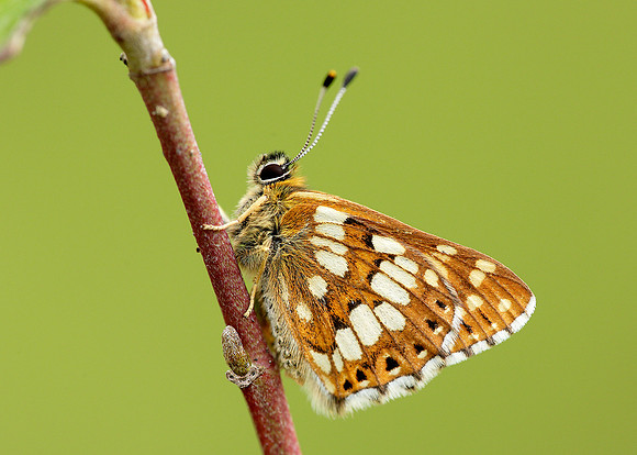 Duke of Burgundy Hamearis lucina