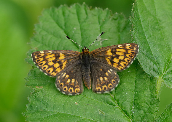 Duke of Burgundy Hamearis lucina