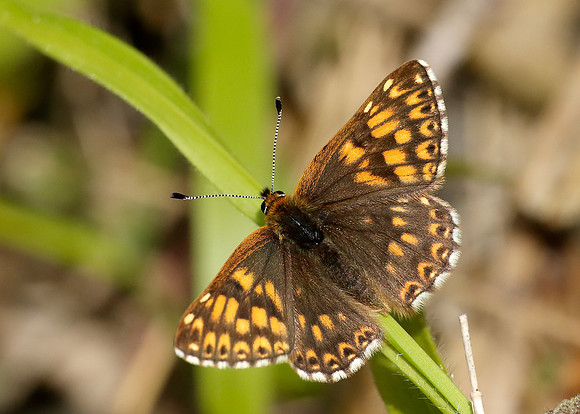 Duke of Burgundy Hamearis lucina