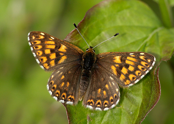 Duke of Burgundy Hamearis lucina