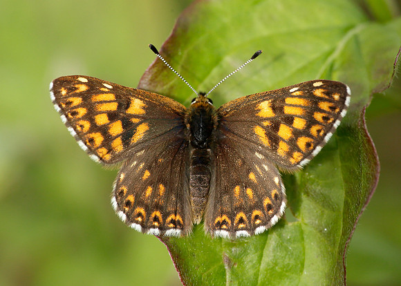 Duke of Burgundy Hamearis lucina