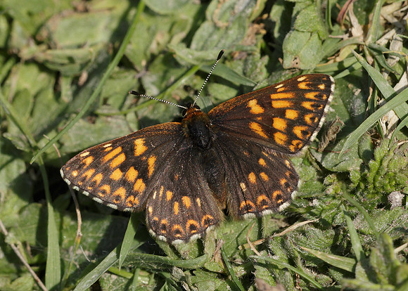 Duke of Burgundy Hamearis lucina