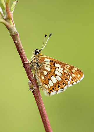 Duke of Burgundy Hamearis lucina