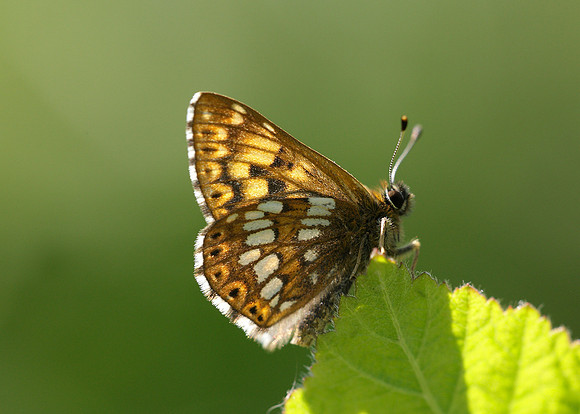 Duke of Burgundy Hamearis lucina