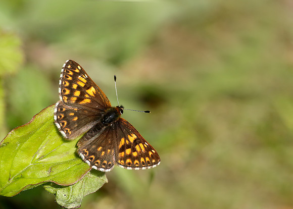 Duke of Burgundy Hamearis lucina