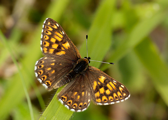 Duke of Burgundy Hamearis lucina
