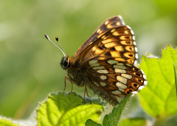 Duke of Burgundy Hamearis lucina