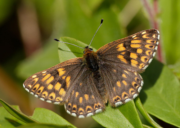 Duke of Burgundy Hamearis lucina