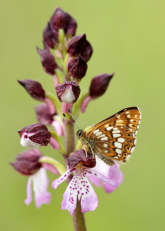 Duke of Burgundy Hamearis lucina