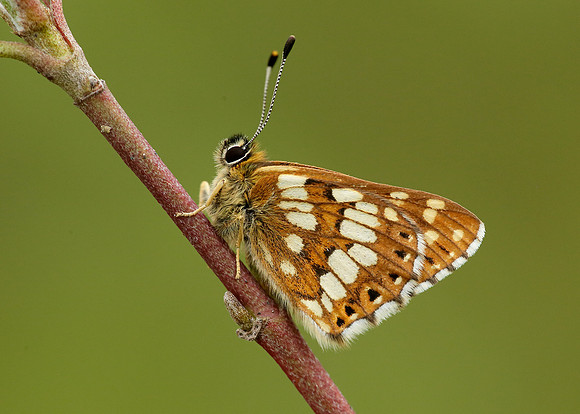 Duke of Burgundy Hamearis lucina