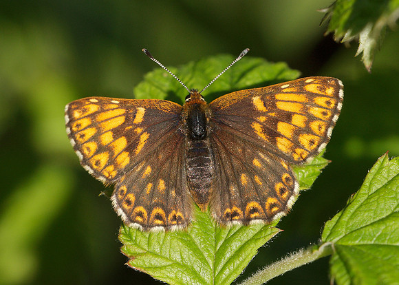 Duke of Burgundy Hamearis lucina