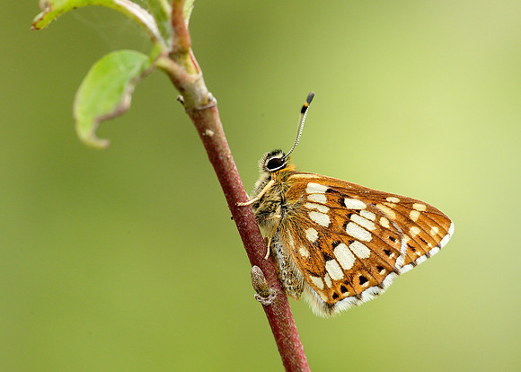 Duke of Burgundy Hamearis lucina