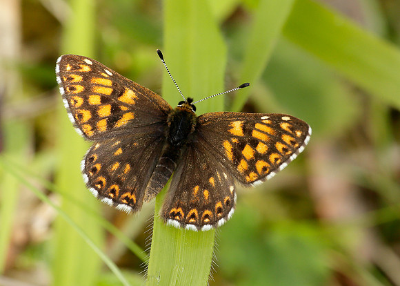 Duke of Burgundy Hamearis lucina