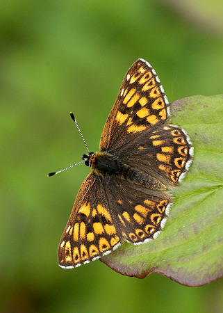 Duke of Burgundy Hamearis lucina
