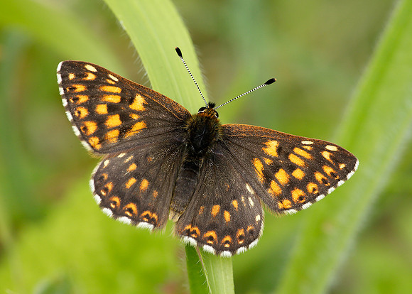 Duke of Burgundy Hamearis lucina