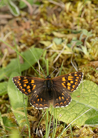 Duke of Burgundy Hamearis lucina