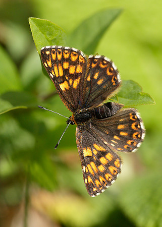 Duke of Burgundy Hamearis lucina