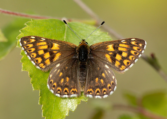 Duke of Burgundy Hamearis lucina