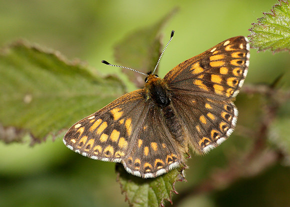 Duke of Burgundy Hamearis lucina