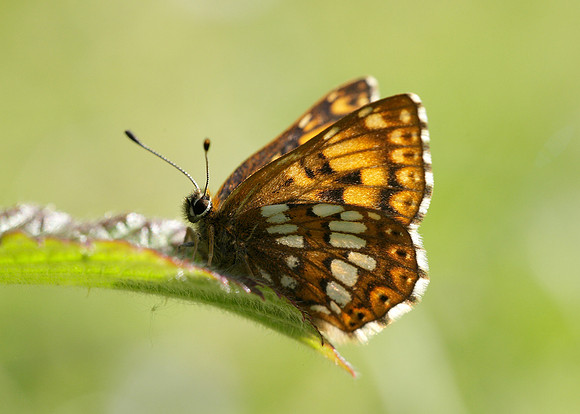 Duke of Burgundy Hamearis lucina
