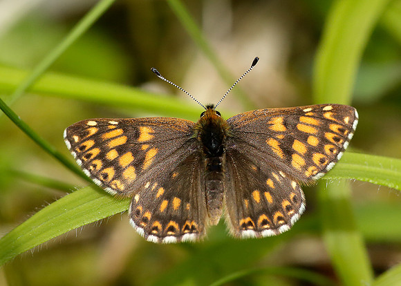Duke of Burgundy Hamearis lucina