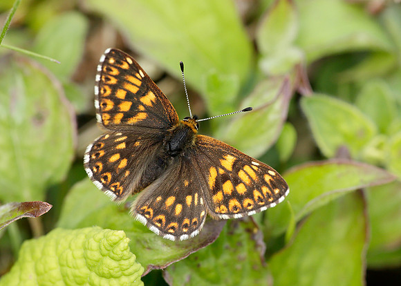Duke of Burgundy Hamearis lucina