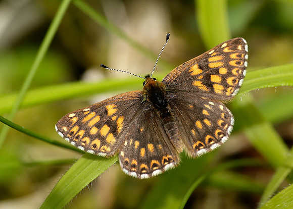 Duke of Burgundy Hamearis lucina
