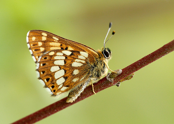 Duke of Burgundy Hamearis lucina