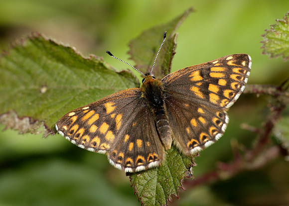 Duke of Burgundy Hamearis lucina