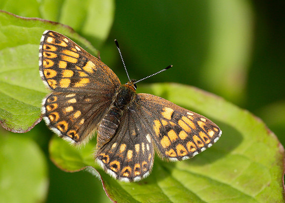 Duke of Burgundy Hamearis lucina