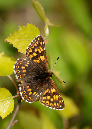 Duke of Burgundy Hamearis lucina