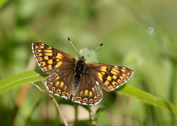 Duke of Burgundy Hamearis lucina