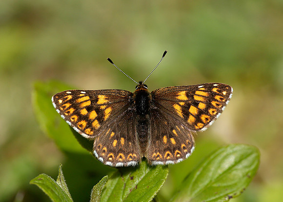 Duke of Burgundy Hamearis lucina