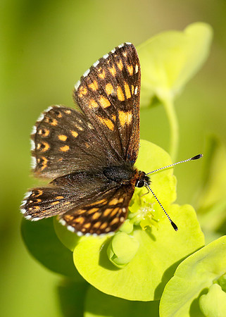 Duke of Burgundy Hamearis lucina