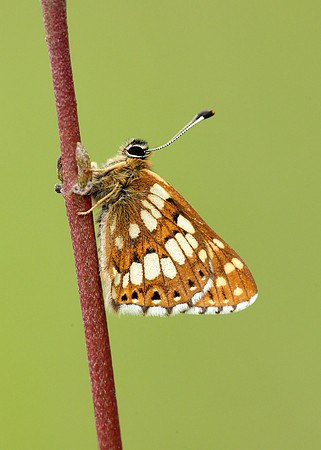 Duke of Burgundy Hamearis lucina