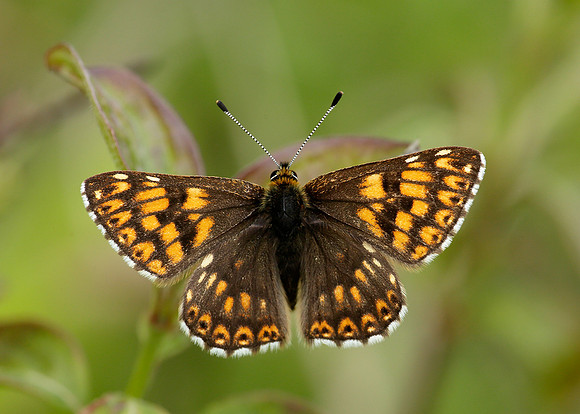 Duke of Burgundy Hamearis lucina
