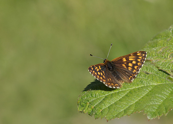 Duke of Burgundy Hamearis lucina