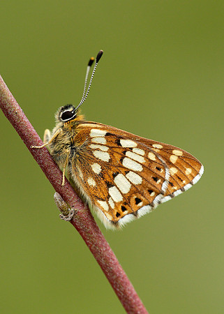 Duke of Burgundy Hamearis lucina
