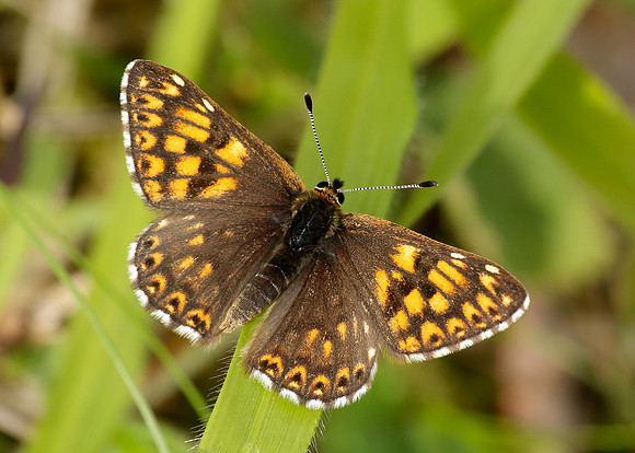 Duke of Burgundy Hamearis lucina