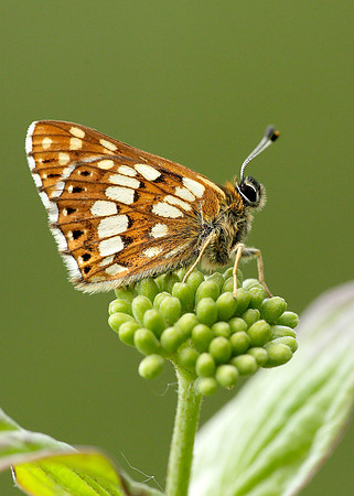 Duke of Burgundy Hamearis lucina
