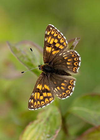 Duke of Burgundy Hamearis lucina