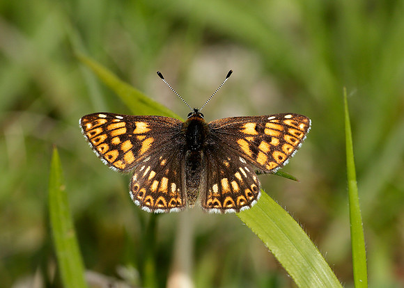 Duke of Burgundy Hamearis lucina