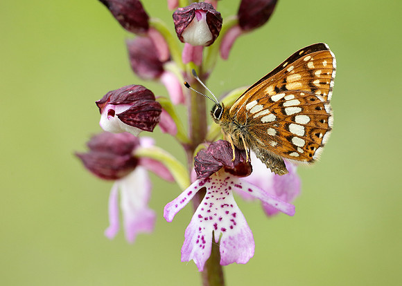 Duke of Burgundy Hamearis lucina