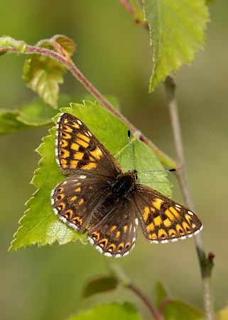 Duke of Burgundy Hamearis lucina