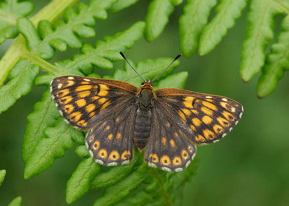Duke of Burgundy Hamearis lucina